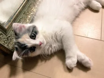 ももた 様のお迎えした子猫