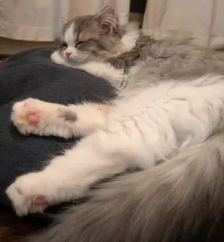 青 様のお迎えした子猫