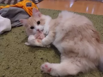 C.Ｉ 様のお迎えした子猫