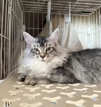 miri 様のお迎えした子猫