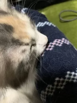 A.T 様のお迎えした子猫