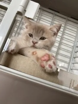 ふじきょん 様のお迎えした子猫