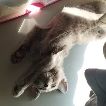 C.T 様のお迎えした子猫