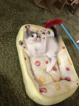 M.K 様のお迎えした子猫