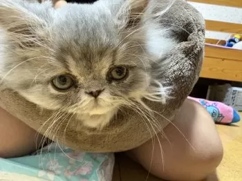 M.S 様のお迎えした子猫