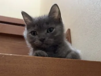 A.K 様のお迎えした子猫