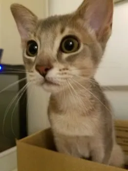 ミルク 様のお迎えした子猫