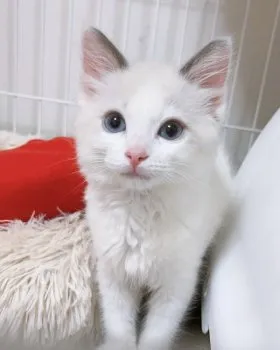 Mina 様のお迎えした子猫
