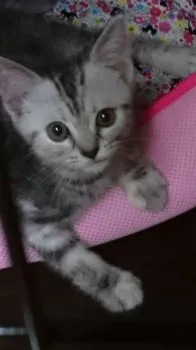 naofamily 様のお迎えした子猫