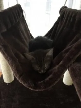 ぶっちょ 様のお迎えした子猫