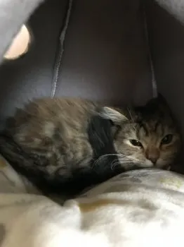 M.S 様のお迎えした子猫