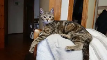じゃっく 様のお迎えした子猫