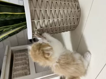 oなi 様のお迎えした子猫