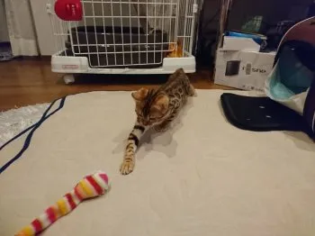 おちょこ 様のお迎えした子猫