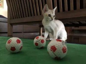 OS 様のお迎えした子猫