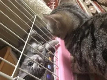 ひじり 様のお迎えした子猫