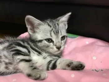 スカニア 様のお迎えした子猫