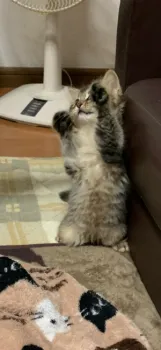 ペンペン 様のお迎えした子猫