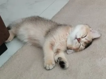 E.S 様のお迎えした子猫