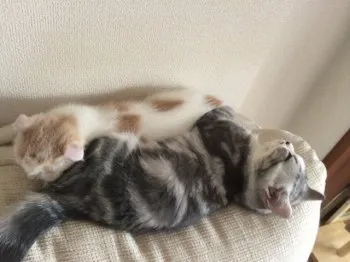 まる 様のお迎えした子猫