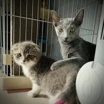 ハッカイ 様のお迎えした子猫