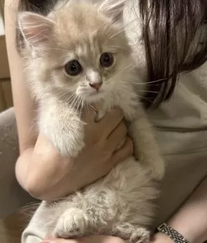 M.A 様のお迎えした子猫