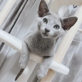 N.O 様のお迎えした子猫