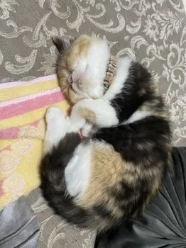 M... 様のお迎えした子猫