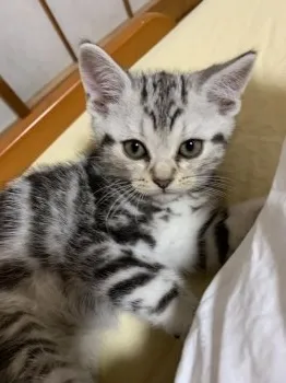 カイママ 様のお迎えした子猫