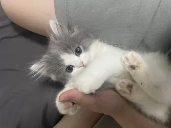 にゃん 様のお迎えした子猫