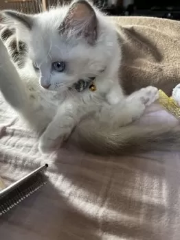 T.Y 様のお迎えした子猫