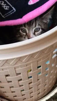 すとも 様のお迎えした子猫