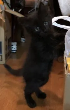 ふじっこ 様のお迎えした子猫