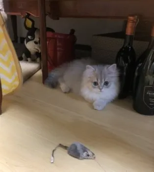 スミタク 様のお迎えした子猫