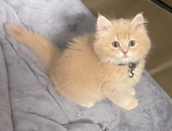 KT 様のお迎えした子猫