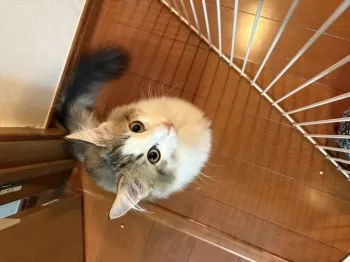 S.U 様のお迎えした子猫