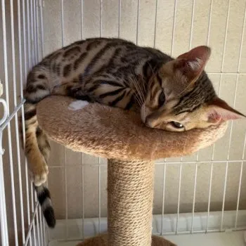 ninja 様のお迎えした子猫