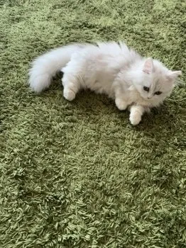 Y.M 様のお迎えした子猫