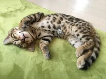 ケンタ 様のお迎えした子猫