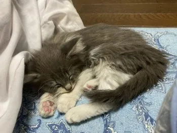 bb 様のお迎えした子猫
