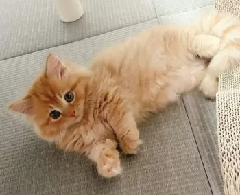 E.T 様のお迎えした子猫