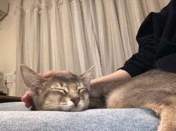 T.K 様のお迎えした子猫