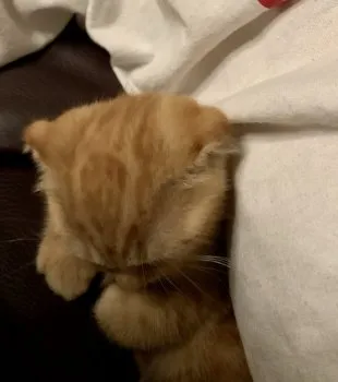 ミル 様のお迎えした子猫