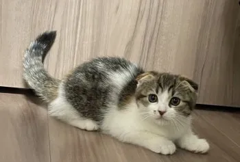 ポッポ先生 様のお迎えした子猫