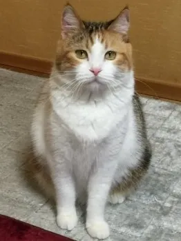 おだやかさん 様のお迎えした子猫