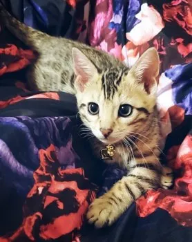 kya. 様のお迎えした子猫