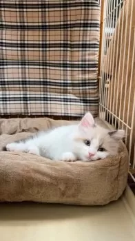 H.S 様のお迎えした子猫