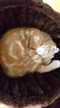 もんみん 様のお迎えした子猫