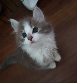 chika 様のお迎えした子猫