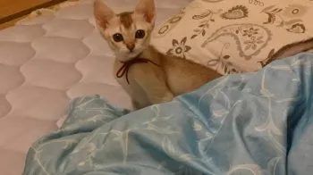 ぺるこ 様のお迎えした子猫